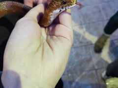 -上海大自然野生昆虫馆(东方明珠·爬宠昆虫探索中心)