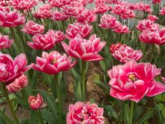 -石家庄市植物园