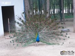 -北京拉斐特城堡酒店