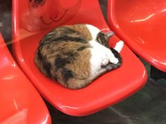 -猫咪博物馆(顶澳仔猫街店)