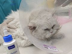 -北京观赏动物医院·24小时大型综合·猫专科·异宠专科