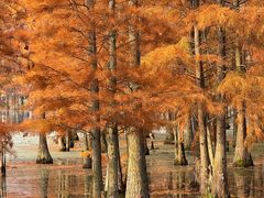 -白鹭湾湿地公园