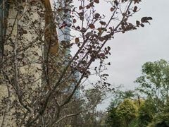 -福州仓山凯悦酒店·Market Cafe Lacucina咖啡厅