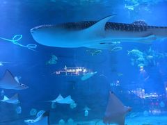-烟台海昌鲸鲨海洋公园