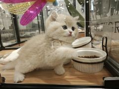 -袖虎·猫馆(体育西路店)