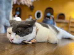 -猫猫幼稚园·撸猫·桌游·电玩