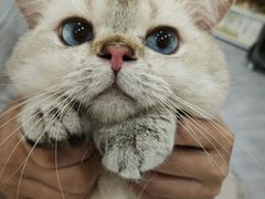 -瑞鹏宠物医院·超声·骨科·奇麟分院(蜀都万达店)