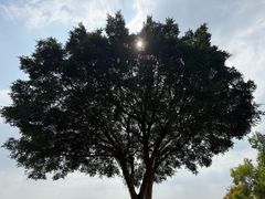 -火炉山森林公园