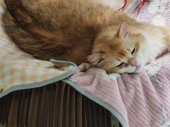 -关爱动物医院·心脏·中兽医·异宠(金牛路分院)