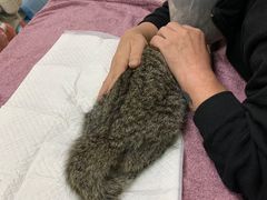 -美联众合动物医院·24h转诊中心