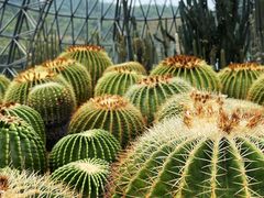 -深圳仙湖植物园