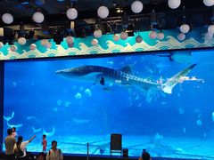 -烟台海昌鲸鲨海洋公园