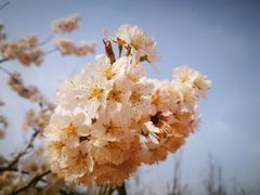 -樱桃沟景区