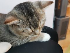 -猫咪派对(江南西店)