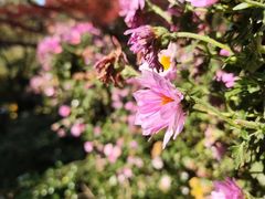 -杭州植物园
