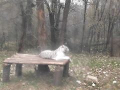 -西安秦岭野生动物园