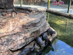 -灵玲国际马戏城