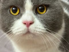 -佳怡动物医院·平价24小时·猫专科骨外科