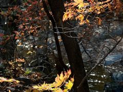-关门山森林公园