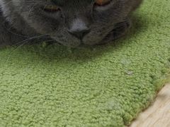 -猫和宫(六道口店)