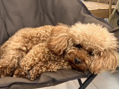 -翊宠yipet猫狗购宠庄园犬舍•猫舍