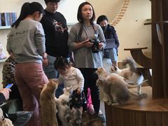 -飞行喵MR PILOT|猫舍·猫咖(静安大融城店)
