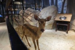 -酷嗒动物文化乐园(cutezoo西溪乐天城店)