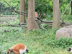-上海野生动物园