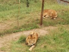 -青藏高原野生动物园