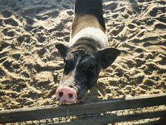 -前小桔亲子创意农场·草莓采摘·露营烧烤