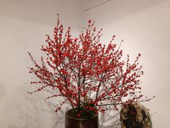 -双季花艺园艺市场(浦东店)