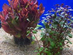 -花鸟鱼虫鲜花绿植市场(玉泉路店)