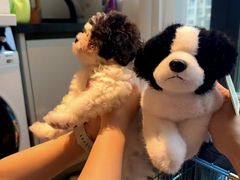 -翊宠yipet猫狗购宠庄园犬舍•猫舍