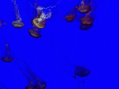 -上海海洋水族馆