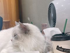 -藏猫猫咖啡主题馆(中央大道店)