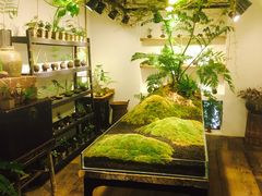 -植觉