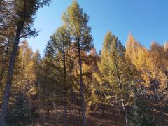 -塞罕坝国家级自然保护区