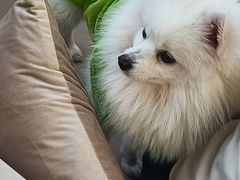 -怪兽屋·羊驼·猫咖·狗咖(俊华广场店)