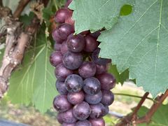 -尚果生态采摘园