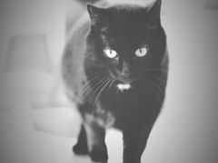 -猫里有甜