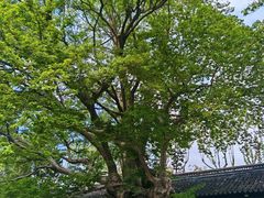 -苏州文庙(姑苏区)