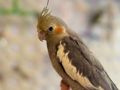 -吉丁鸟咖·异宠·寄养