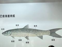 -港升鱼师傅·中山脆肉鲩
