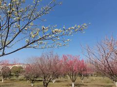 -南湖湿地公园