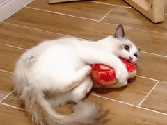 -李小姐の猫咖啡馆(五角场店)