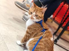 -猫姑娘大盘鸡(商城路店)