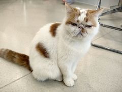 -共舞时光猫咖·狗咖(新街口店)