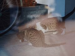 -猫里有甜