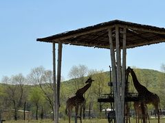 -哈尔滨北方森林动物园