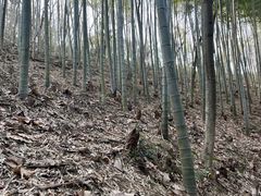 -上海佘山国家森林公园天马山园